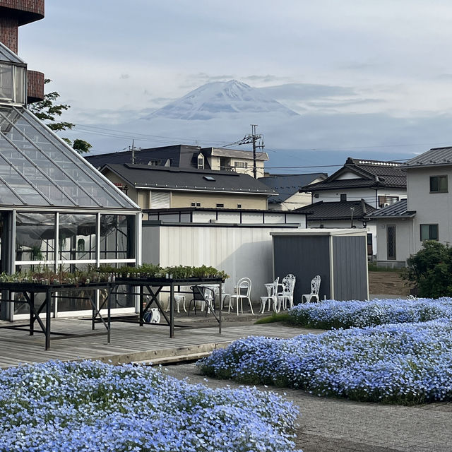 A Lucky Encounter with Mount Fuji at Lake Kawaguchi