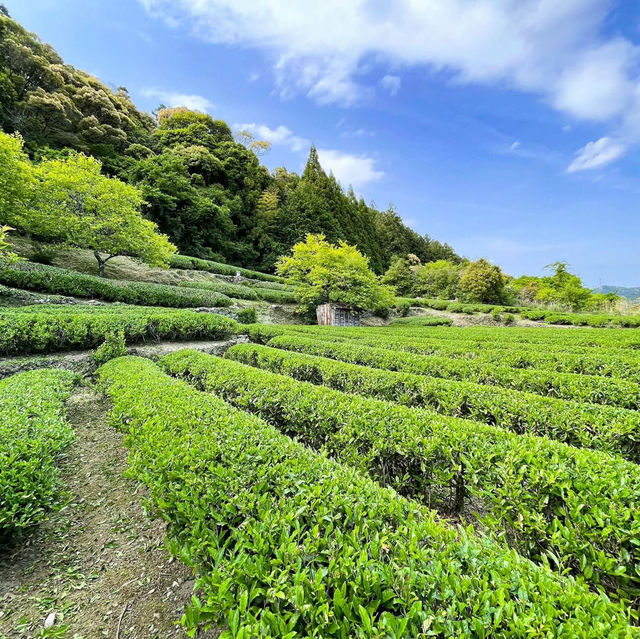 湯淺茶園