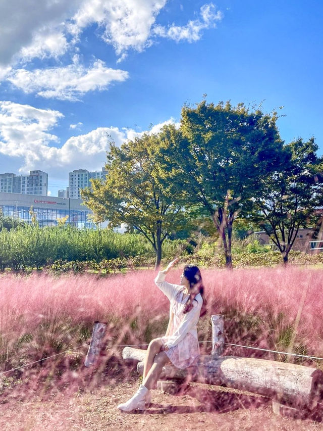 서울근교 핑크뮬리 맛집은 바로 여기💖
