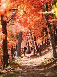 【長野】湖畔に広がるもみじその数1万本🤩彩り豊かな紅葉スポット🍁訪問攻略付き