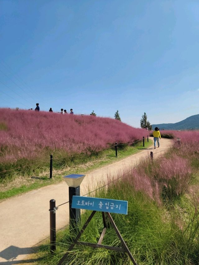 포토존 가득 핑크뮬리 인생샷맛집은 여기🩷