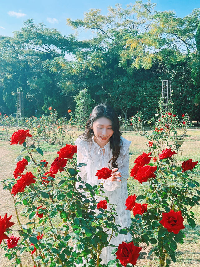 🍂福岡賞花賞銀杏必去的公園！