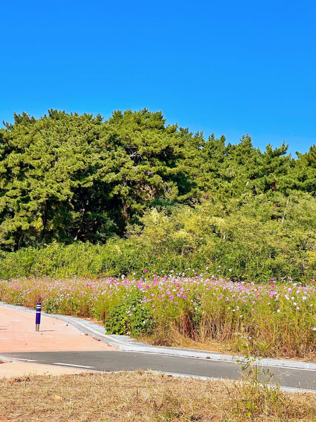 산책하기 좋은 장항송림신림욕장