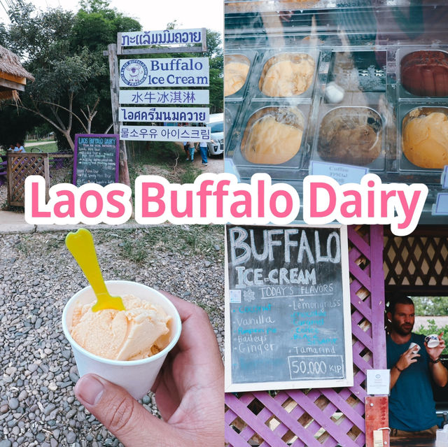 Laos Buffalo Dairy  หลวงพระบาง