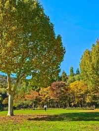 가을 🍂 이맘때쯤 대구에서 열리는 국화축제