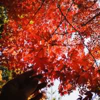 Autumn Bliss: Exploring Tenryuji’s Stunning Fall Colors!