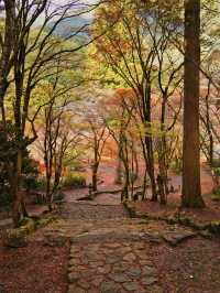 【ここ行って】本当は教えたくない🙅丹波地方最古の寺院で見る紅葉✨