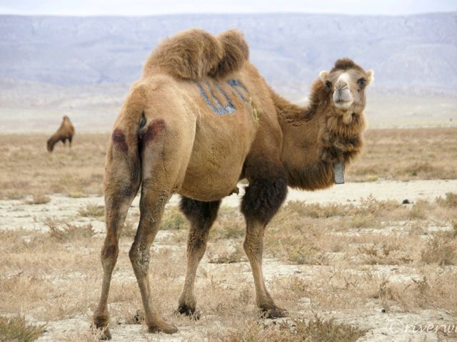 【カザフスタン】白亜の大地！恐竜時代の地層が眠るウスチュルト台地