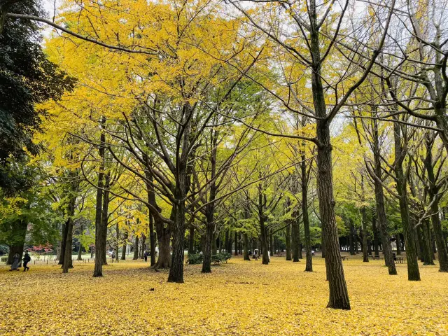 🇯🇵 東京市中心賞銀杏紅葉🍁