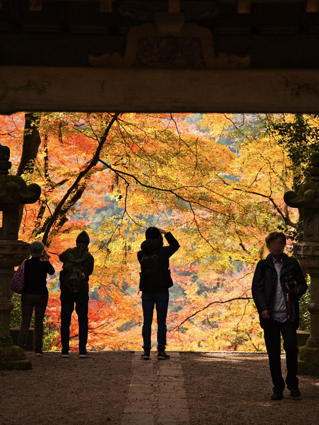 【紅葉特集】ここ無料⁉️満足度1000%🤩一生に一度は行きたい愛知の紅葉🍁