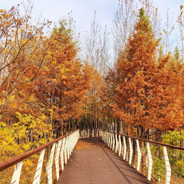 後湖濕地：美麗紅杉秋色🍂🌳