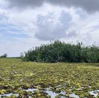 Discover the enchanting beauty of Thale Noi Lake in Phatthalung, Thailand 