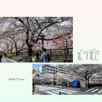 櫻花盛放在東京：目黑川