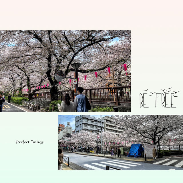 櫻花盛放在東京：目黑川