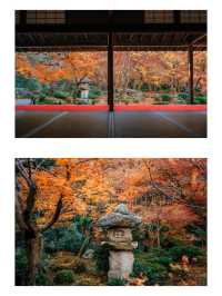 景點推薦：圓光寺——京都紅葉的隱藏秘境