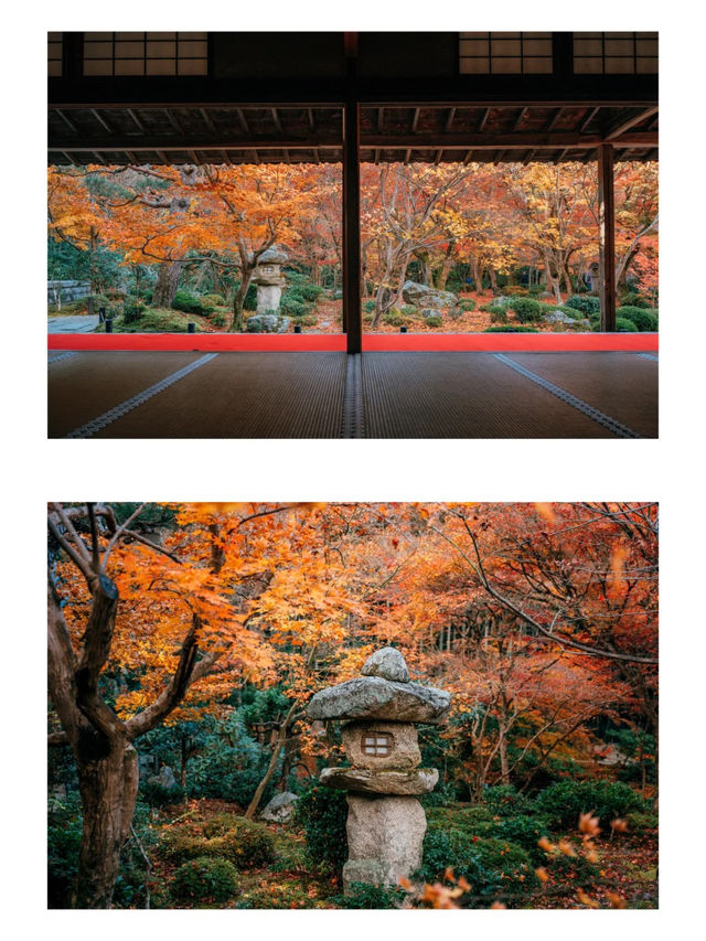 景點推薦：圓光寺——京都紅葉的隱藏秘境