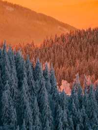 Falling in Love with the Black Forest in Winter 