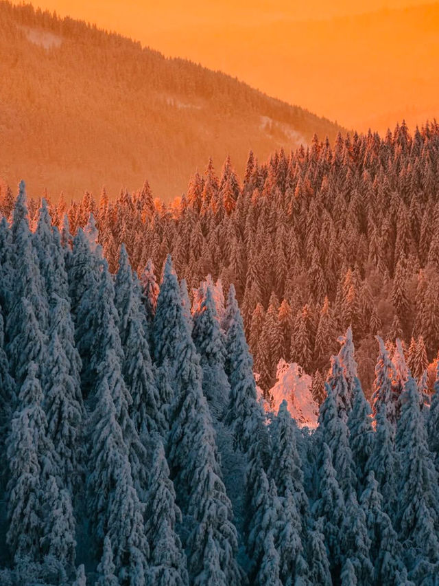 Falling in Love with the Black Forest in Winter 