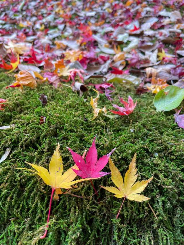 苔と紅葉が美しい草庵🥹🍁🌿京都・祇王寺🌿🍁