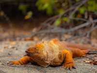 Why Animal Lovers Need to Pack Their Bags for the Galápagos 🦅