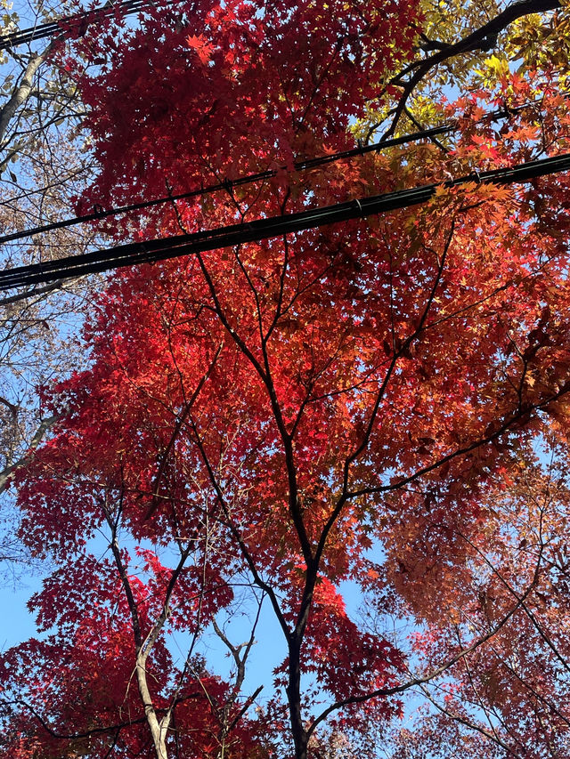 Capturing the magic of Autumn at Cafe relax