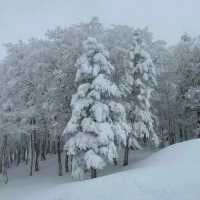 Zao Onsen