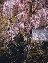 【春の奈良長谷寺】奈良の桜おすすめスポット