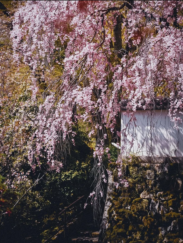 【春の奈良長谷寺】奈良の桜おすすめスポット