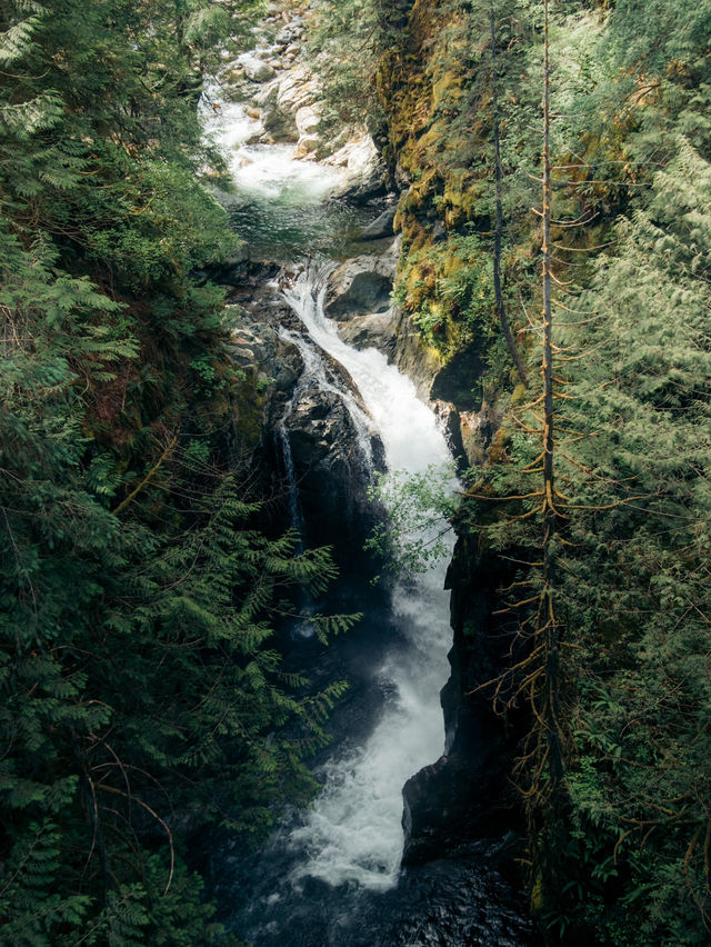 溫哥華林恩峽谷公園 Lynn Canyon