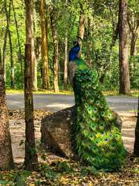 แก่งส้มแมว สวนป่าสมเด็จพระนางเจ้าสิริกิติ์