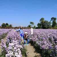 Hinoki Land