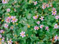 🏕️ บ้านสวนกำไรสุข 🌼 ฉะเชิงเทรา 