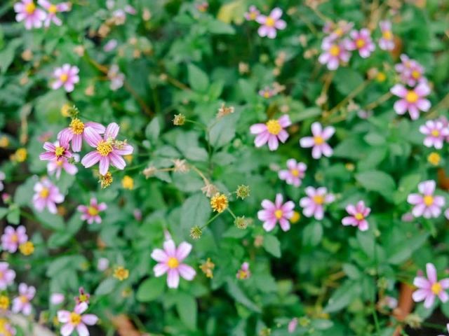 🏕️ บ้านสวนกำไรสุข 🌼 ฉะเชิงเทรา 