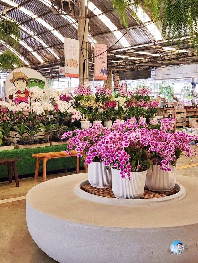 AIRORCHIDS SUPERMARKET