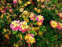 陌上花園浪漫花海
