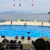 Uminonakamichi Marine World 🐬🇯🇵