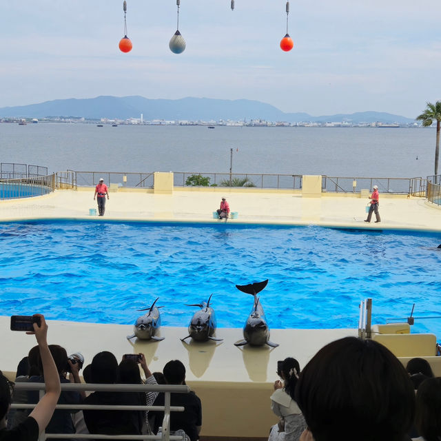 Uminonakamichi Marine World 🐬🇯🇵