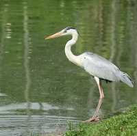 Malaysia 