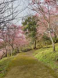 春日限定美景！桃園山林秘境，櫻花滿開超夢幻！