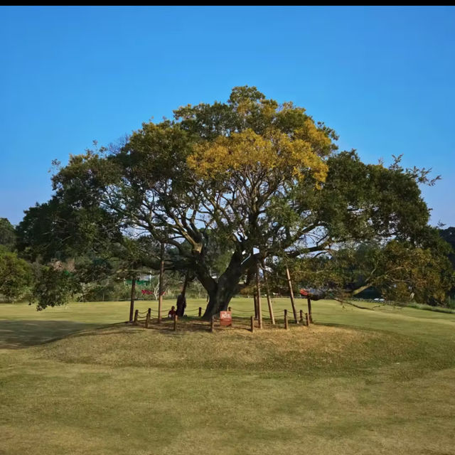 坦洲山公園～綠意天地🌿🌞