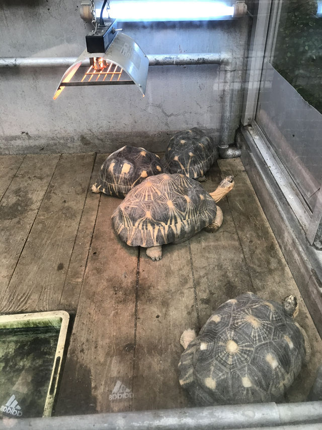 【伊豆🪼】熱川バナナワニ園に行ってみた😆