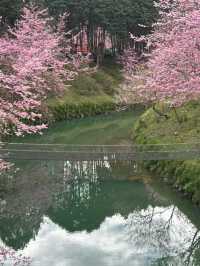 杉林溪櫻花美景