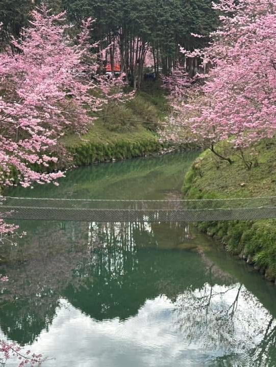 杉林溪櫻花美景