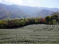 三光茶園櫻花美景