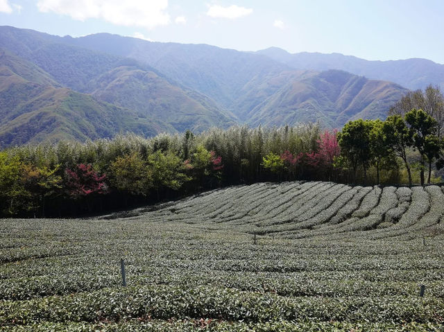 三光茶園櫻花美景