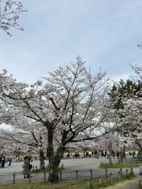 嵐山公園的櫻花：春天的夢幻絕景 🌸