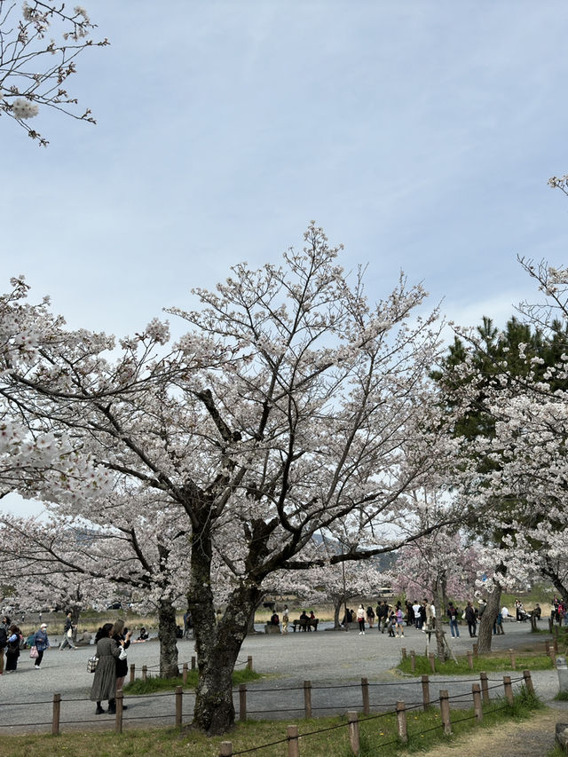 嵐山公園的櫻花：春天的夢幻絕景 🌸