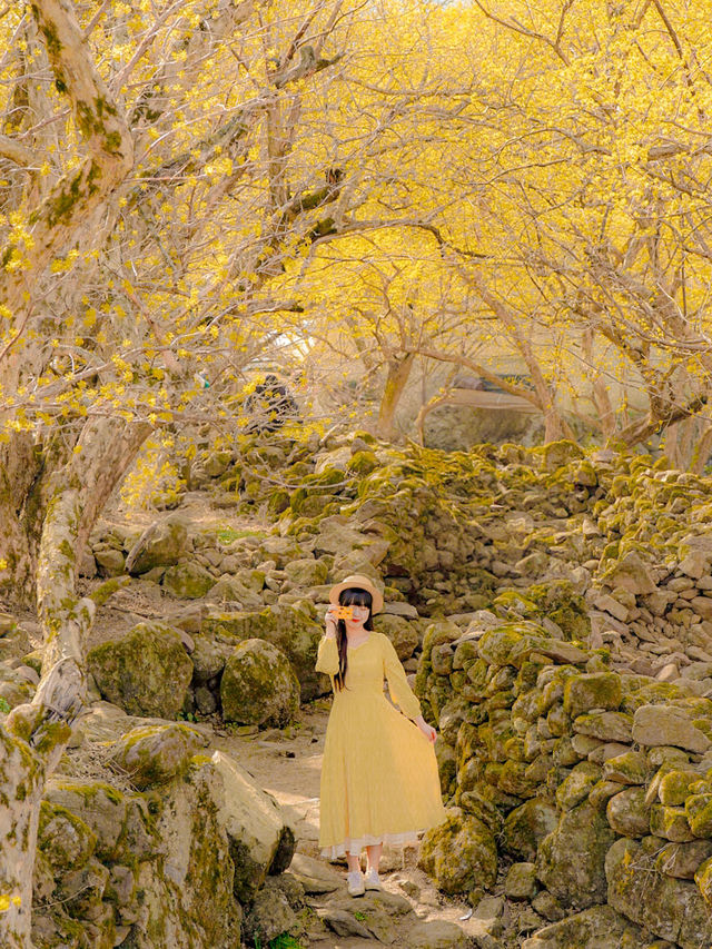 💛산수유가 보고 싶으면 꼭 가야 하는 곳💛