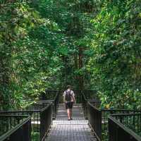 【オーストラリア】大自然に包まれる癒しの森！モスマン渓谷🌿🏞️