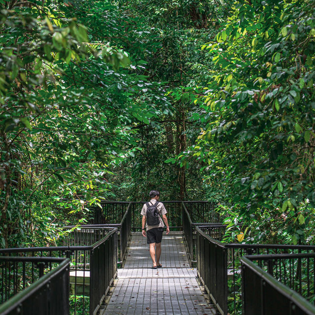 【オーストラリア】大自然に包まれる癒しの森！モスマン渓谷🌿🏞️